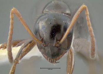 Media type: image;   Entomology 615245 Aspect: head frontal view